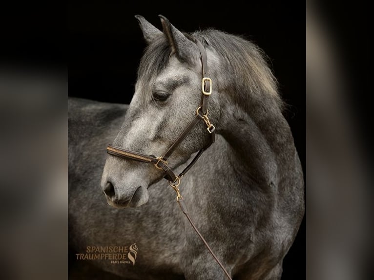 PRE Mestizo Caballo castrado 4 años 157 cm Tordo in Traventhal