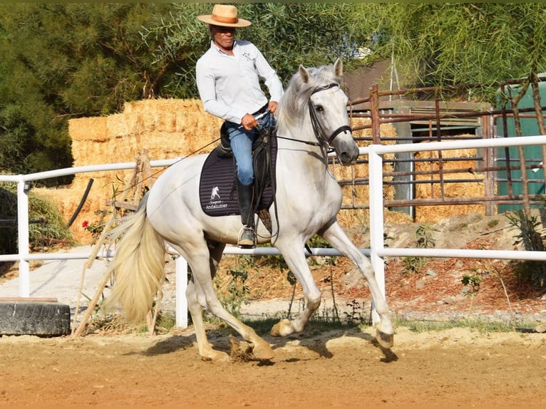 PRE Caballo castrado 4 años 157 cm Tordo in Provinz Malaga