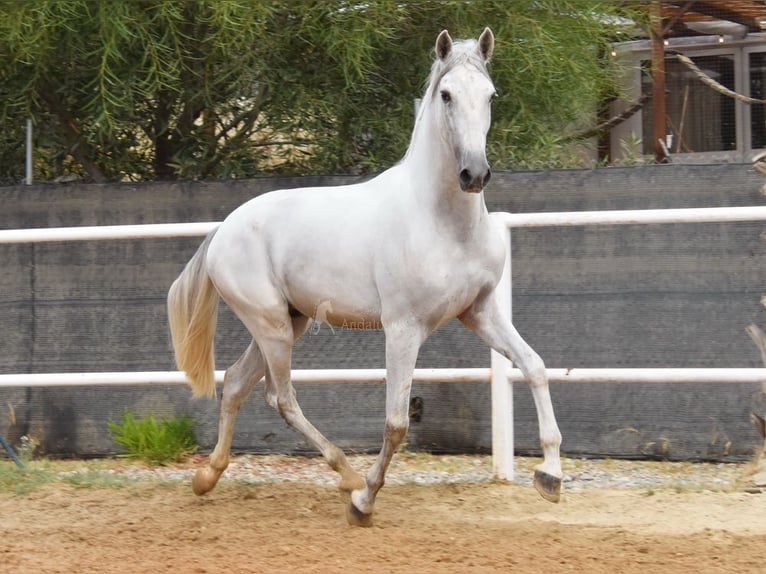 PRE Caballo castrado 4 años 157 cm Tordo in Provinz Malaga