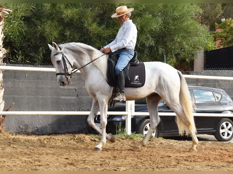 PRE Caballo castrado 4 años 157 cm Tordo in Provinz Malaga