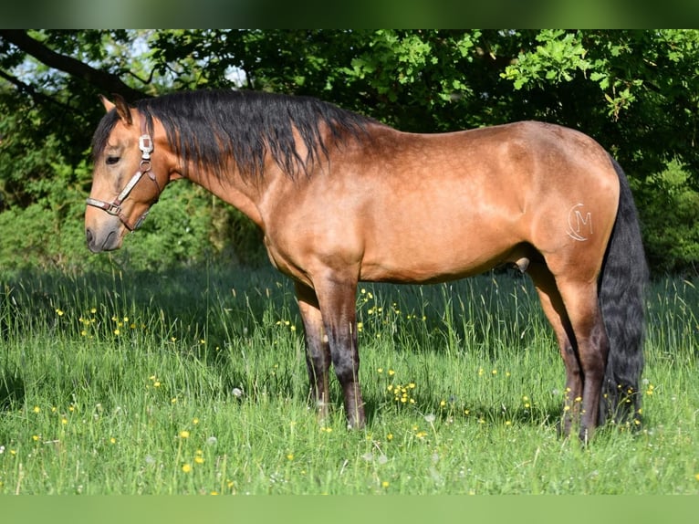 PRE Mestizo Caballo castrado 4 años 158 cm Bayo in Stadthagen