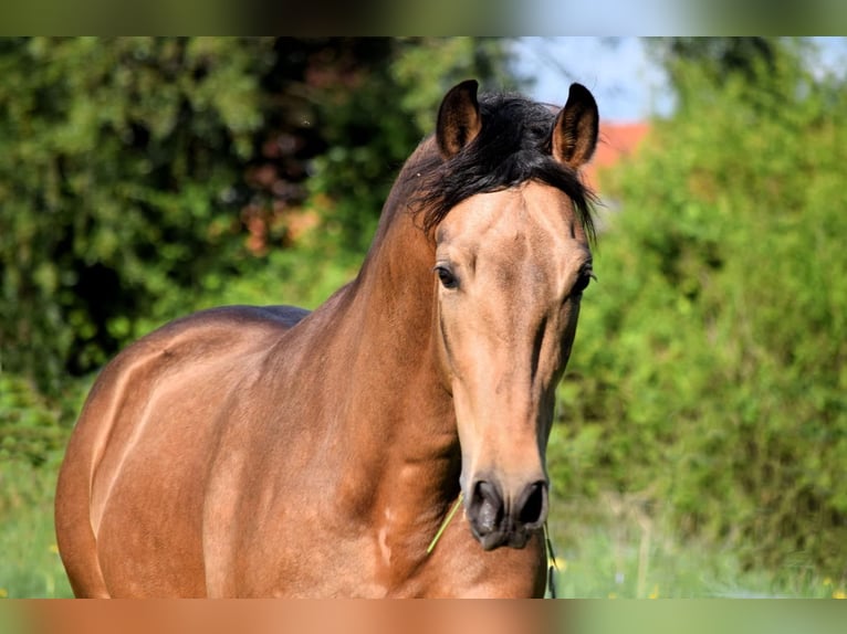 PRE Mestizo Caballo castrado 4 años 158 cm Bayo in Stadthagen