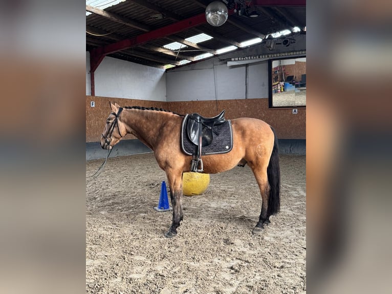 PRE Mestizo Caballo castrado 4 años 158 cm Bayo in Stadthagen