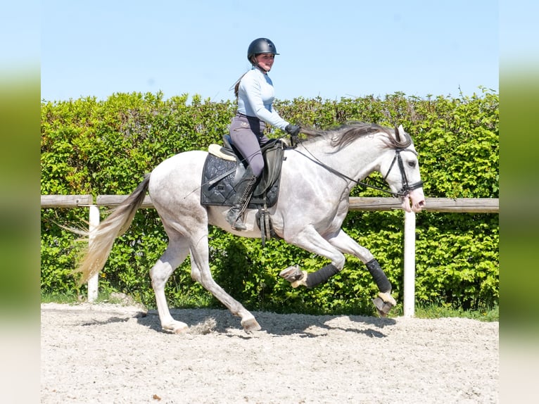 PRE Mestizo Caballo castrado 4 años 158 cm  in Neustadt (Wied)