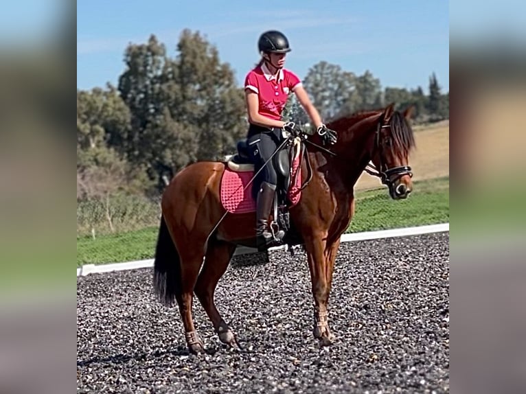 PRE Caballo castrado 4 años 158 cm Castaño rojizo in Malaga