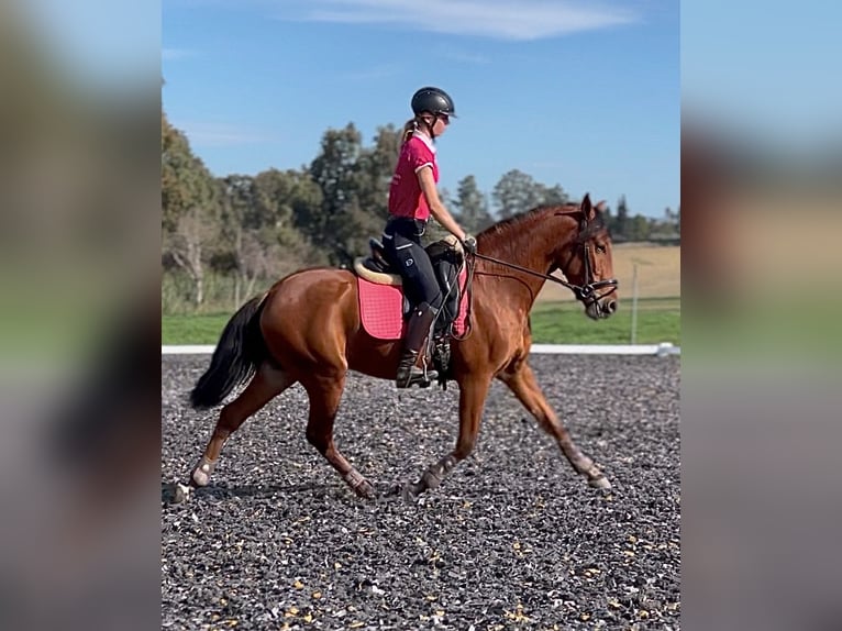 PRE Caballo castrado 4 años 158 cm Castaño rojizo in Malaga