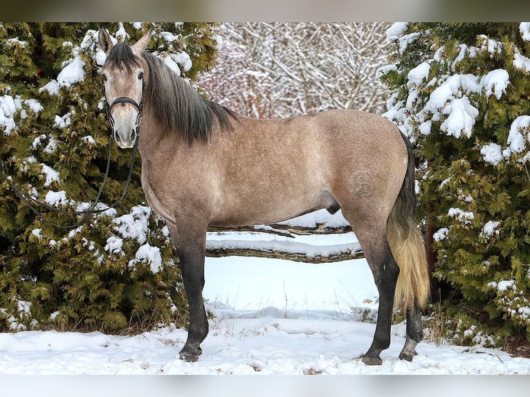 PRE Mestizo Caballo castrado 4 años 158 cm Musgo marrón in Maastricht