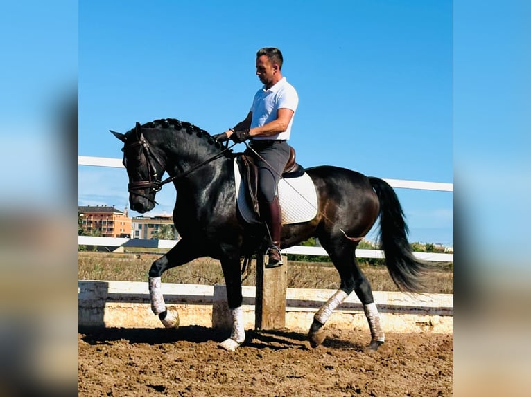 PRE Mestizo Caballo castrado 4 años 158 cm Negro in Almerimar