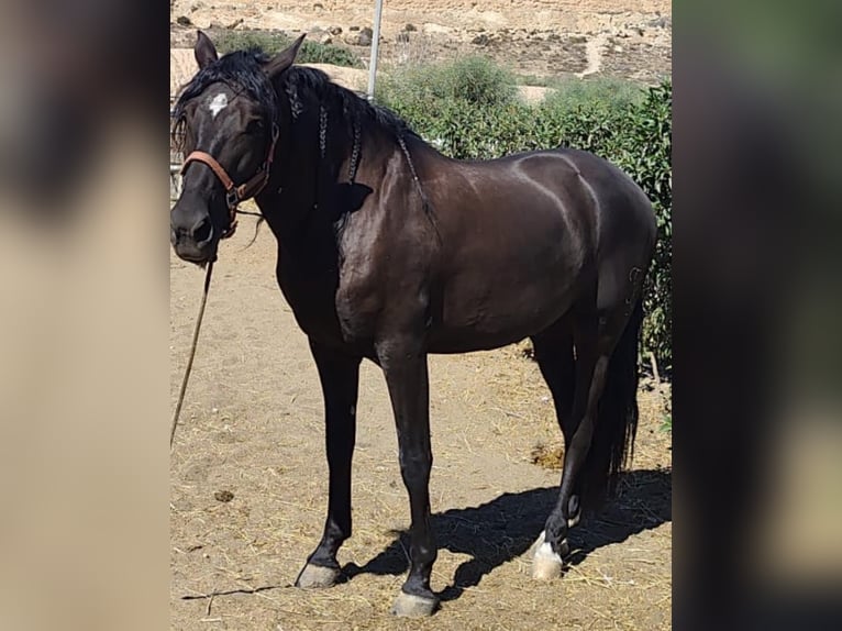 PRE Mestizo Caballo castrado 4 años 158 cm Negro in Almerimar PRE Mestizo Caballo castrado 4 años 158 cm Negro in Almerimar