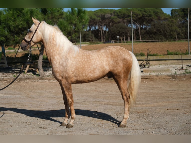 PRE Mestizo Caballo castrado 4 años 158 cm Palomino in Hamburg