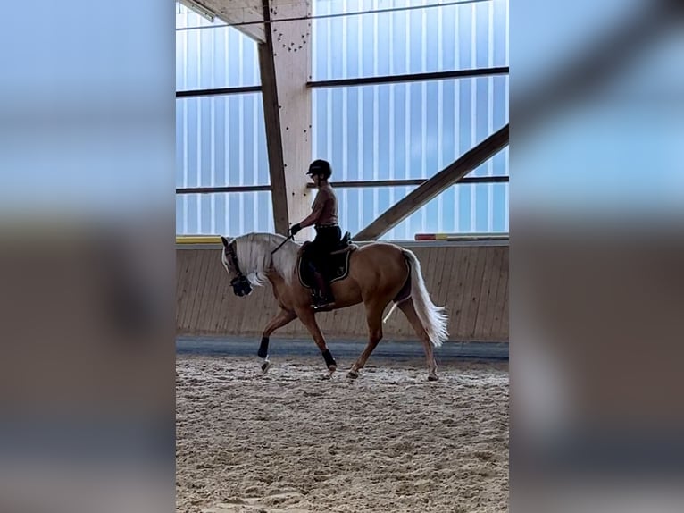 PRE Mestizo Caballo castrado 4 años 158 cm Palomino in Warendorf