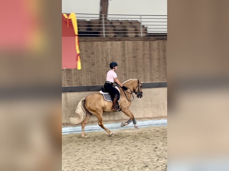 PRE Mestizo Caballo castrado 4 años 158 cm Palomino in Warendorf