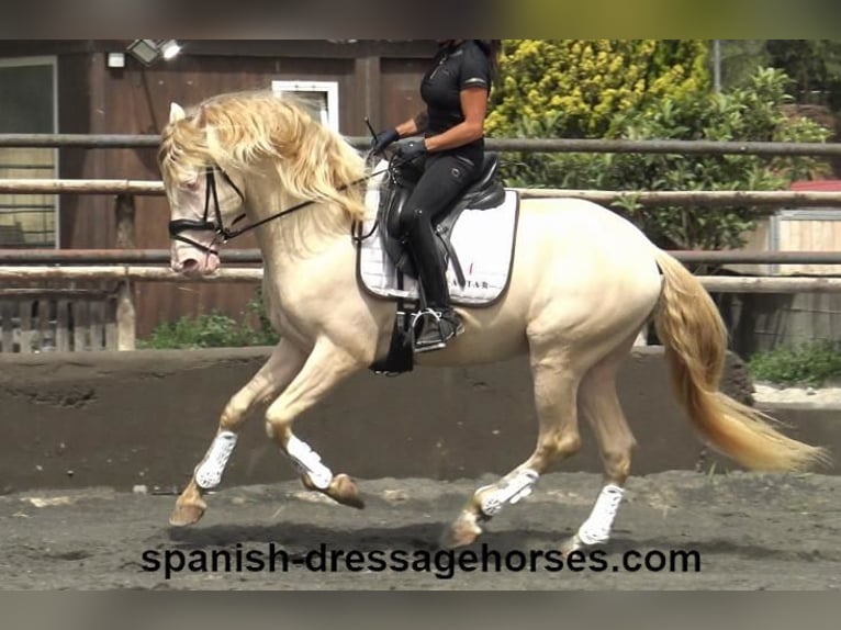 PRE Mestizo Caballo castrado 4 años 158 cm Perlino in Barcelona