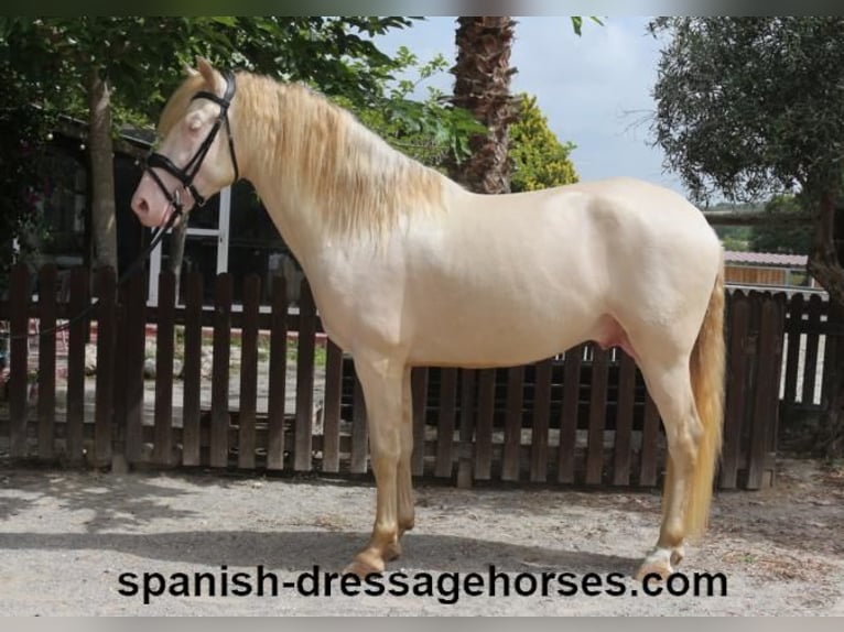 PRE Mestizo Caballo castrado 4 años 158 cm Perlino in Barcelona