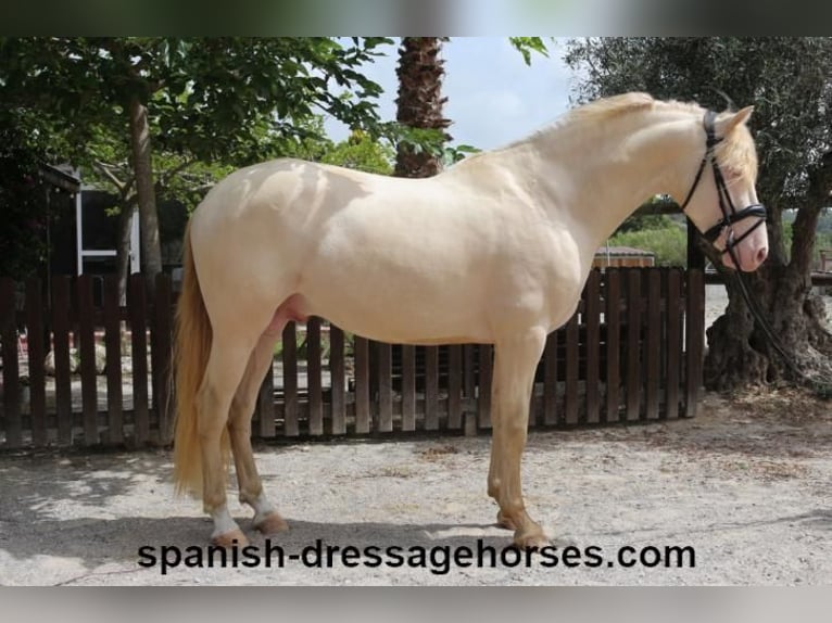 PRE Mestizo Caballo castrado 4 años 158 cm Perlino in Barcelona