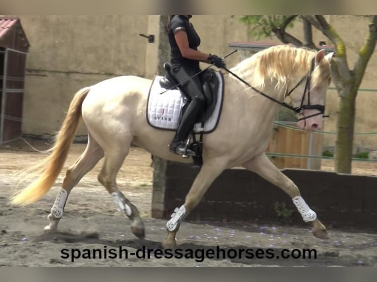 PRE Mestizo Caballo castrado 4 años 158 cm Perlino in Barcelona