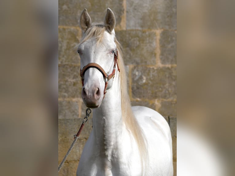 PRE Caballo castrado 4 años 158 cm Perlino in Kolbermoor