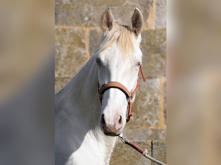 PRE Caballo castrado 4 años 158 cm Perlino in Kolbermoor