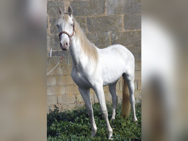 PRE Caballo castrado 4 años 158 cm Perlino in Kolbermoor