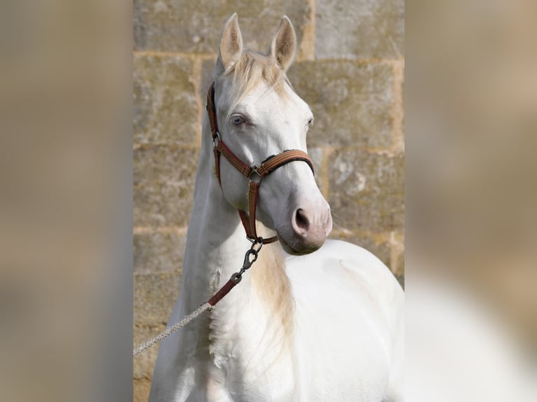 PRE Caballo castrado 4 años 158 cm Perlino in Kolbermoor