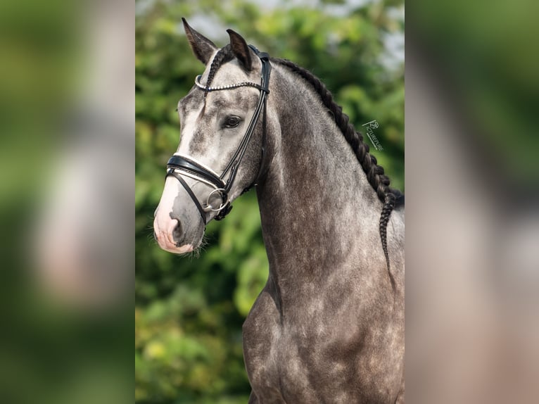 PRE Caballo castrado 4 años 158 cm Tordillo negro in Goch