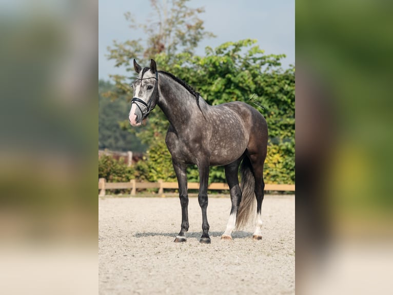 PRE Caballo castrado 4 años 158 cm Tordillo negro in Goch