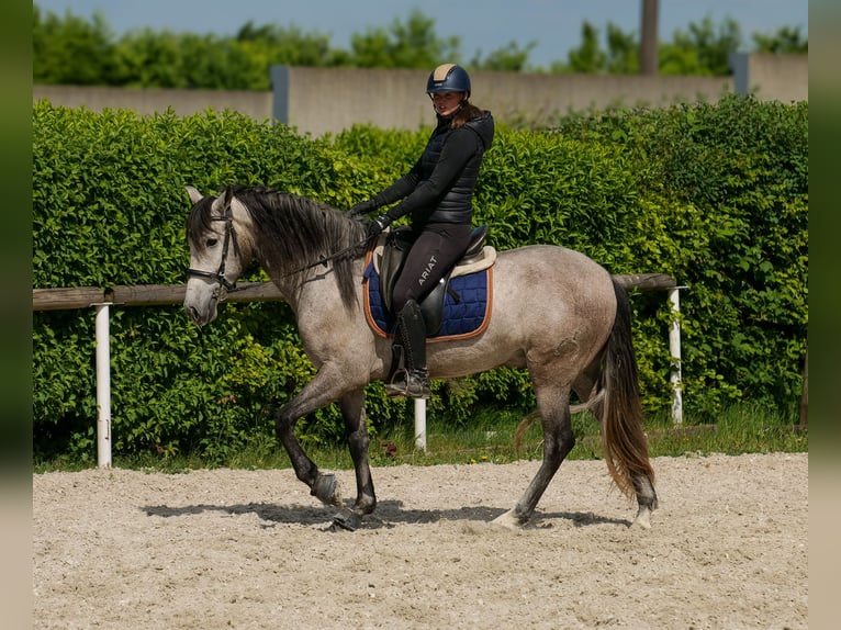 PRE Caballo castrado 4 años 158 cm Tordo in Neustadt (Wied)