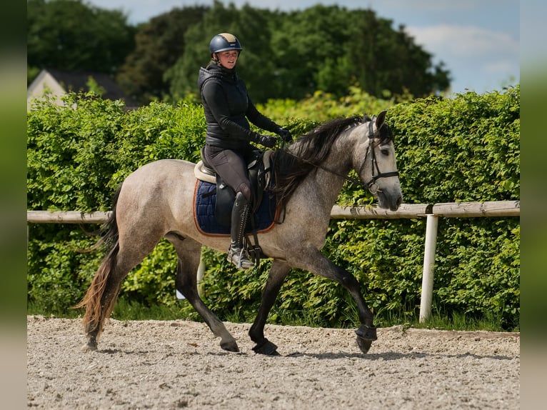 PRE Caballo castrado 4 años 158 cm Tordo in Neustadt (Wied)