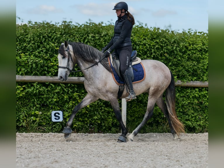 PRE Caballo castrado 4 años 158 cm Tordo in Neustadt (Wied)