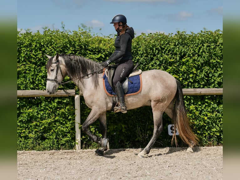 PRE Caballo castrado 4 años 158 cm Tordo in Neustadt (Wied)