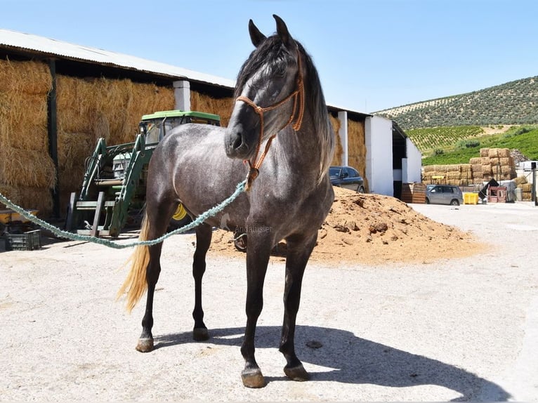 PRE Caballo castrado 4 años 158 cm Tordo in Provinz Cordoba