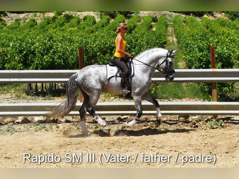 PRE Caballo castrado 4 años 158 cm Tordo in Provinz Cordoba