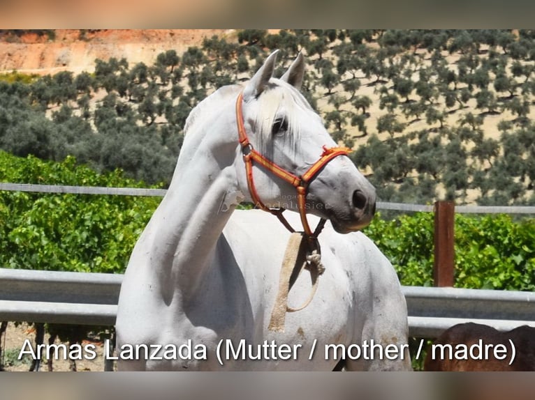 PRE Caballo castrado 4 años 158 cm Tordo in Provinz Cordoba