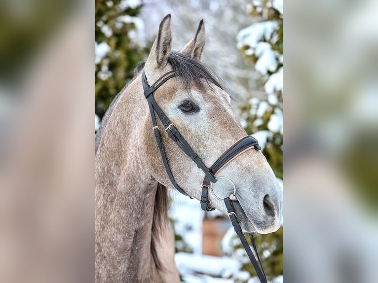 PRE Mestizo Caballo castrado 4 años 158 cm Tordo ruano in Bötersen