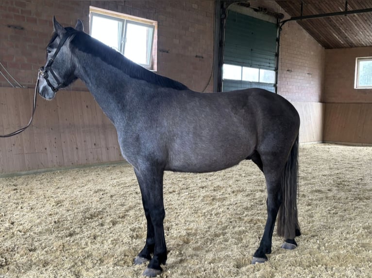 PRE Mestizo Caballo castrado 4 años 158 cm  in Bad Salzuflen