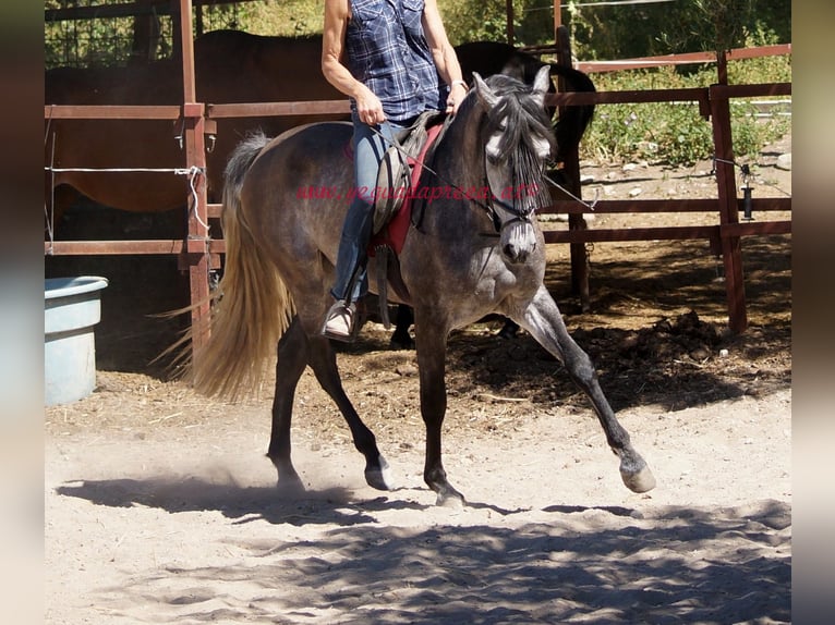 PRE Caballo castrado 4 años 159 cm Tordo in Pruna