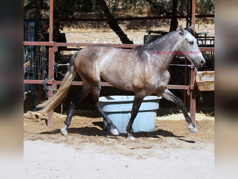 PRE Caballo castrado 4 años 159 cm Tordo in Pruna