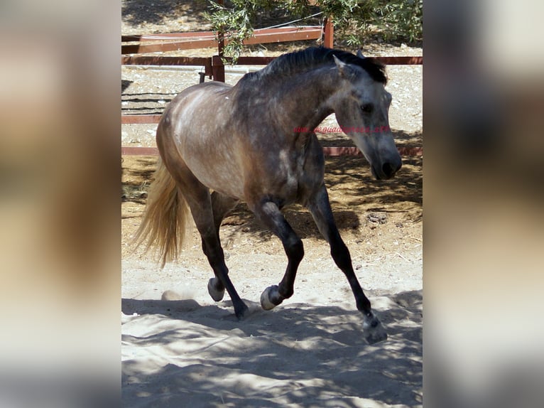 PRE Caballo castrado 4 años 159 cm Tordo in Pruna