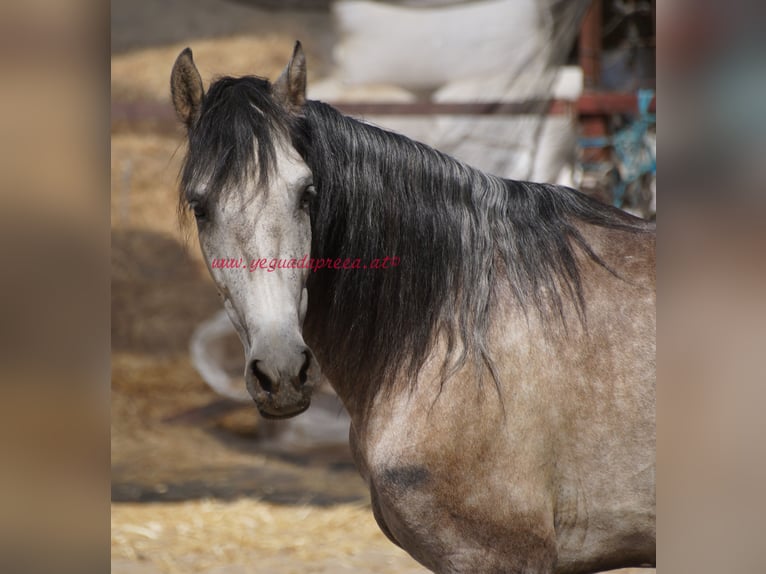 PRE Caballo castrado 4 años 159 cm Tordo in Pruna