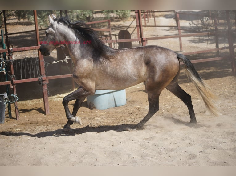 PRE Caballo castrado 4 años 159 cm Tordo in Pruna