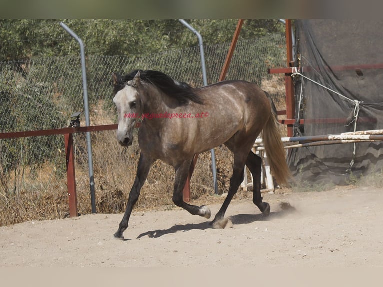 PRE Caballo castrado 4 años 159 cm Tordo in Pruna