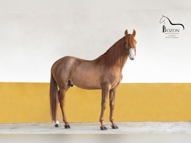 PRE Mestizo Caballo castrado 4 años 160 cm Alazán in Annecy