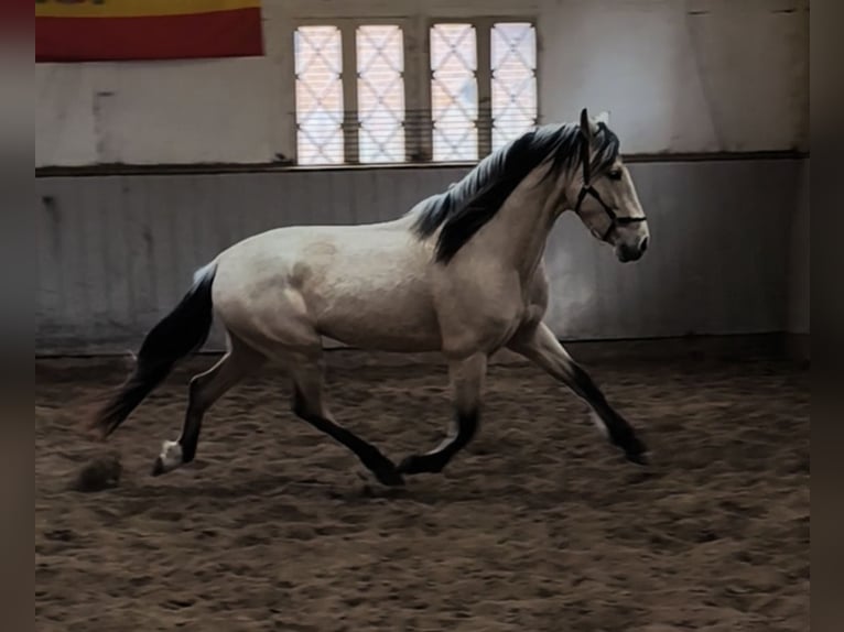 PRE Mestizo Caballo castrado 4 años 160 cm Bayo in Fahrenkrug