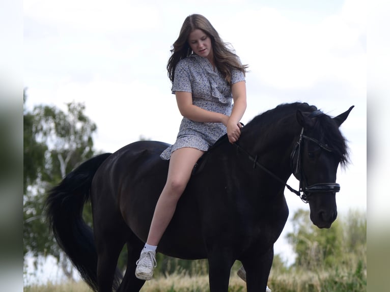 PRE Caballo castrado 4 años 160 cm in Grebenhain
