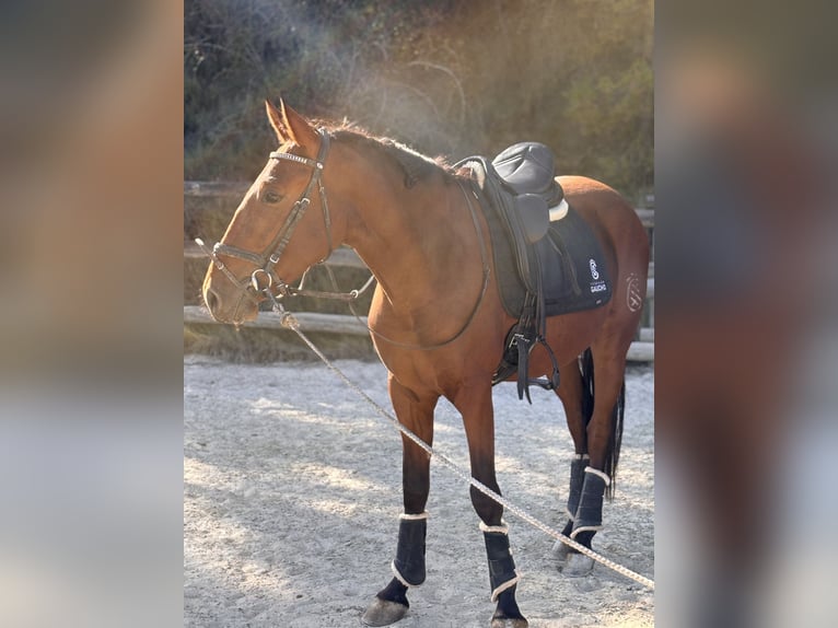 PRE Mestizo Caballo castrado 4 años 160 cm Castaño in Otano