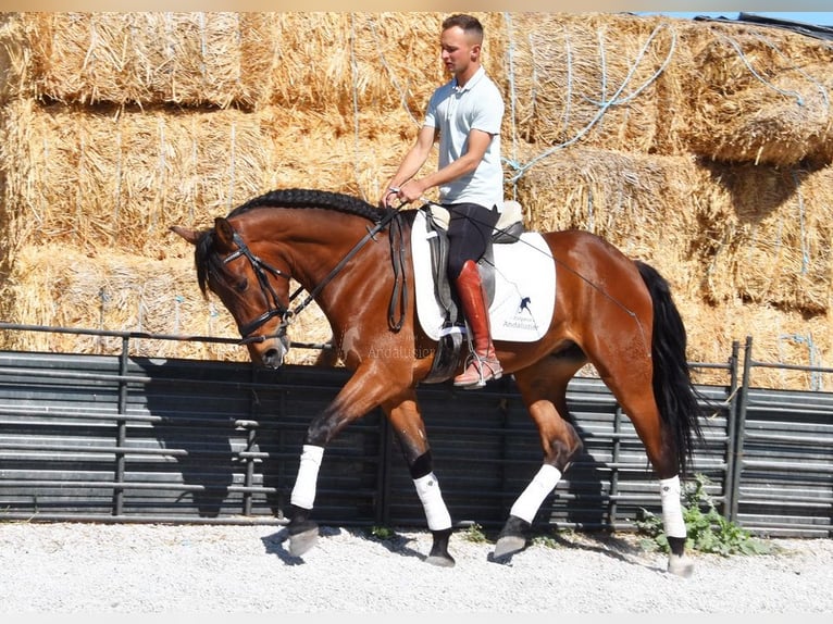 PRE Caballo castrado 4 años 160 cm Castaño in Provinz Granada