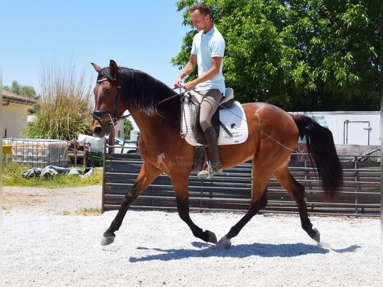 PRE Caballo castrado 4 años 160 cm Castaño in Provinz Granada