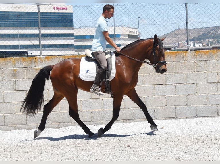 PRE Caballo castrado 4 años 160 cm Castaño in Provinz Granada