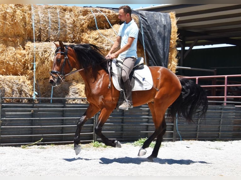 PRE Caballo castrado 4 años 160 cm Castaño in Provinz Granada