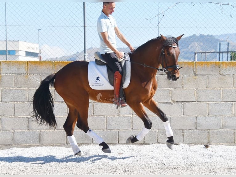PRE Caballo castrado 4 años 160 cm Castaño in Provinz Granada